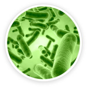 ingredient1.png