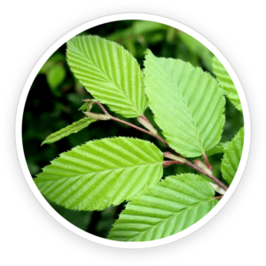 ingredient10.png