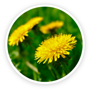 ingredient3.png
