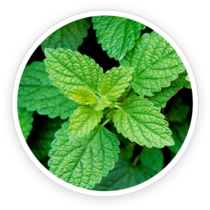 ingredient7.png